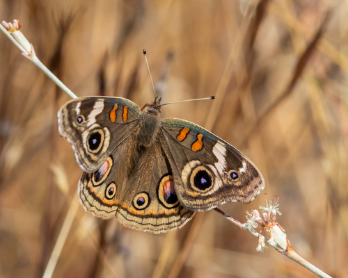 iNaturalist observation photo of Gray Buckeye