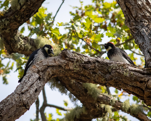 iNaturalist observation photo of Acorn Woodpecker