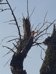 Pyrocephalus rubinus