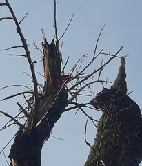 Pyrocephalus rubinus