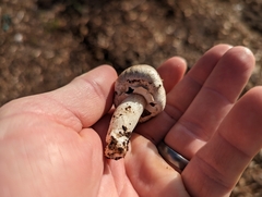 Agaricus californicus
