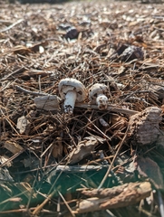 Agaricus californicus
