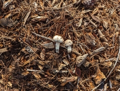 Agaricus californicus
