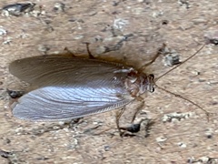 Ithone westraliensis