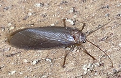 Ithone westraliensis