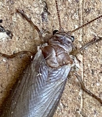 Ithone westraliensis