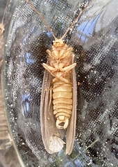Ithone westraliensis