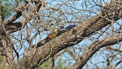 Tarphonomus certhioides