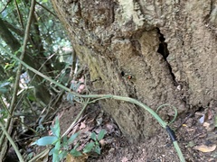 Hoplomutilla spinosa