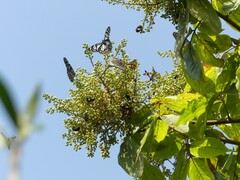 Sapindus laurifolius