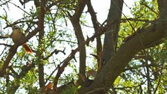 Cranioleuca pyrrhophia