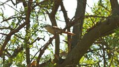 Cranioleuca pyrrhophia