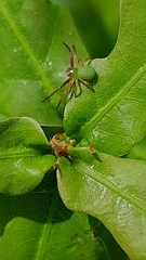 Diaea