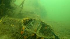 Redigobius macrostoma
