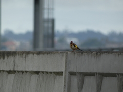 Carduelis carduelis britannica