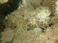 Scorpaenidae