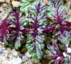 Synchytrium papillatum