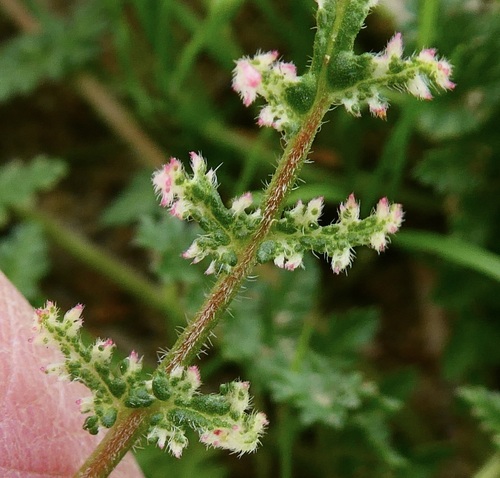 Erodium cicutarium iNat (1)