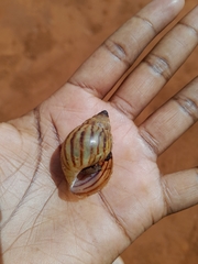 Lissachatina immaculata