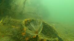 Bathygobius krefftii