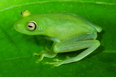Boana cinerascens