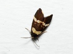 Thallarcha phalarota