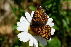 Melitaea athalia