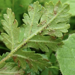 Peronospora erodii