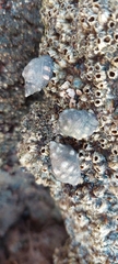Acanthais brevidentata