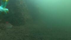 Parequula melbournensis