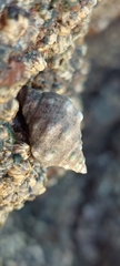 Acanthais brevidentata