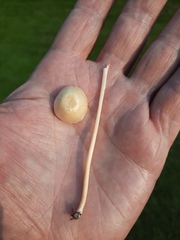 Entoloma sericellum