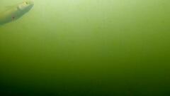 Aldrichetta forsteri