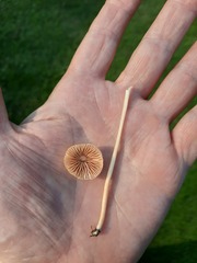 Entoloma sericellum
