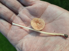 Entoloma sericellum