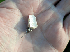 Tarzetta cupularis