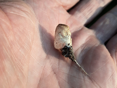 Tarzetta cupularis