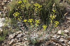 Euphorbia nicaeensis