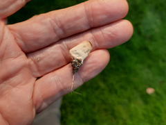 Tarzetta cupularis