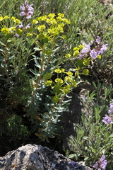 Euphorbia nicaeensis