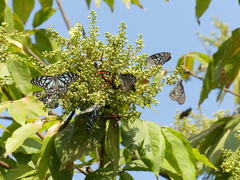 Sapindus laurifolius