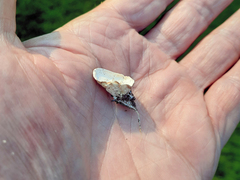 Tarzetta cupularis