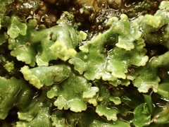 Phaeophyscia
