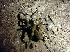 Tigrosa annexa