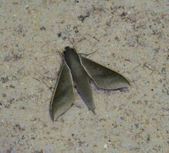 Xylophanes porcus