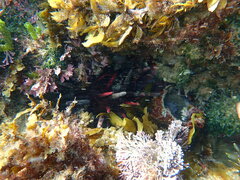 Phyllacanthus parvispinus