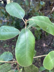 Pittosporum ralphii