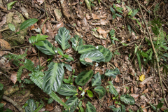 Maranta cristata