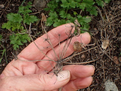 Tauschia arguta