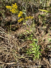 Solidago chapmanii